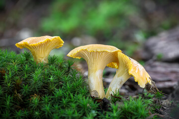 Close-up shot of edible mushrooms known as girolle in moss