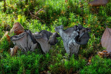 Group of amazing edible Craterellus cornucopioides mushrooms