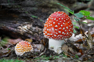 Two beautiful Amanita muscaria in forest - poisonous toadstool commonly known as fly agaric