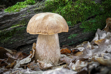 Close up shot of amazing edible mushroom Boletus reticulatus commonly known as summer cep