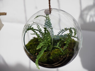 Transparent Spherical Terrarium with Soil, Moss, and Fern, Suspended by Rope on White Background
