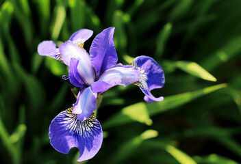 Blue iris flower in the garden. Beautiful flower background.