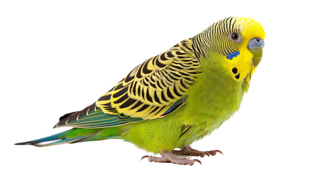 Close-up of a vibrant green and yellow budgerigar parrot standing gracefully with a clean white background.