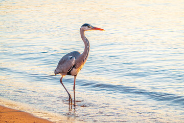 A heron hunting in the sea. Grey heron on the hunt