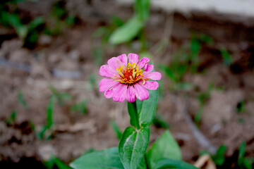 Zinnia, Old-fashioned, old maid, and Zennia elegans pink color flowers