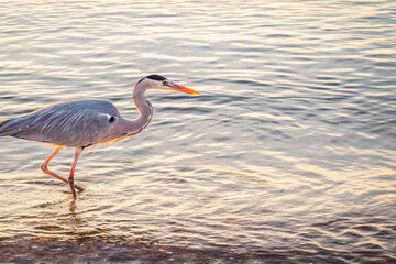 A heron hunting in the sea. Grey heron on the hunt