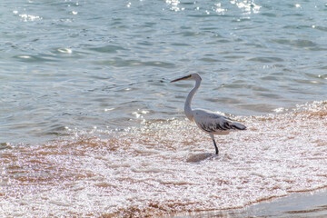 White Western Reef Heron (Egretta gularis) at Sharm el-Sheikh beach, Sinai, Egypt