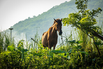 Majestic moments on Mount Banahaw. Witnessing the serene beauty of a horse atop the mountain....