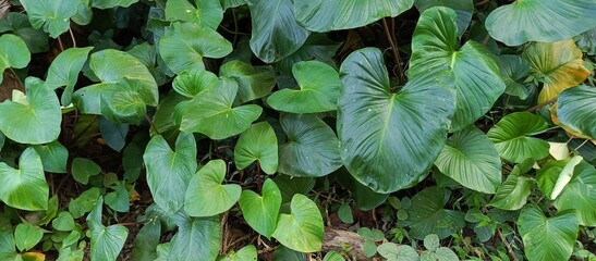 a collection of wild taro plants in the forest close to a water source
