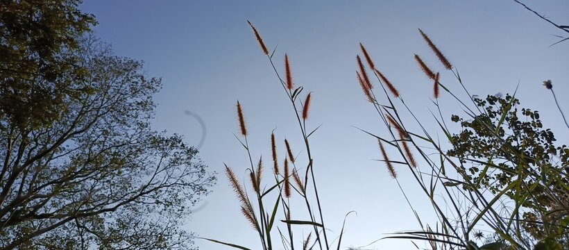 the beauty of the desho plant in the afternoon against the background of the bluish sky