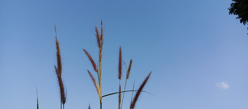 the beauty of the desho plant in the afternoon against the background of the bluish sky