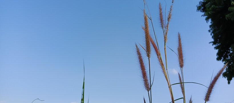 the beauty of the desho plant in the afternoon against the background of the bluish sky