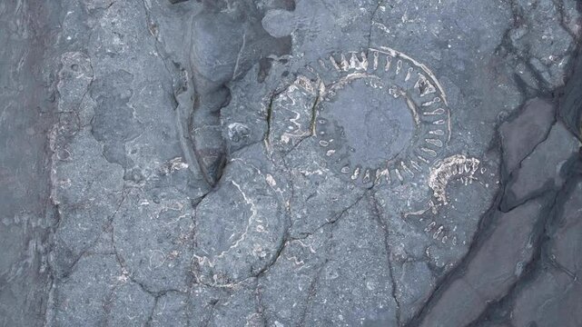 Close up view of ancient ammonite fossils exposed on surface of blue lias rock on the Jurassic Coast at Kilve Beach in England UK