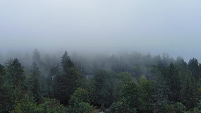 Drone footage capturing ominous haze engulfing tall pine trees, creating a haunting and atmospheric woodland scene.