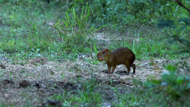 Agouti rodent in rainforest eating palm fruit seed dispersal
