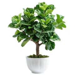 Naklejka premium A Ficus lyrata in a white ceramic pot, isolated on background. Houseplant, office desk decor, that grow indoor for decorative purpose. Minimal creative home decorative concept green and fresh