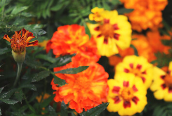orange and yellow marigold flowers in a garden