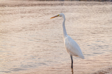 Great egret (Ardea alba), a medium-sized white heron fishing on the sea beach
