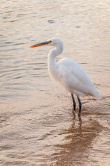 Great egret (Ardea alba), a medium-sized white heron fishing on the sea beach