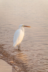 Great egret (Ardea alba), a medium-sized white heron fishing on the sea beach