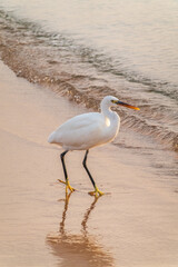 Great egret (Ardea alba), a medium-sized white heron fishing on the sea beach
