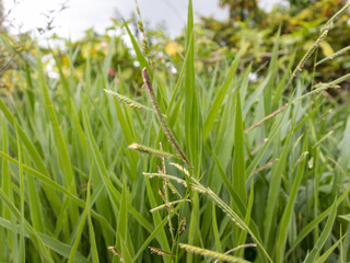 Emerald Blades: The Lush Ruzi Grass