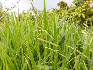Emerald Blades: The Lush Ruzi Grass