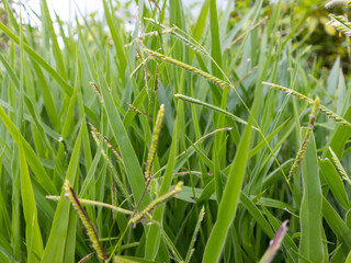 Emerald Blades: The Lush Ruzi Grass