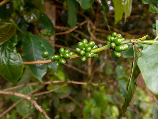 Young Coffee Cherry