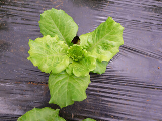 Hydroponic Lettuce Cultivation: A Fresh Symphony of Green in the Modern Farming Landscape
