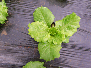 Hydroponic Lettuce Cultivation: A Fresh Symphony of Green in the Modern Farming Landscape