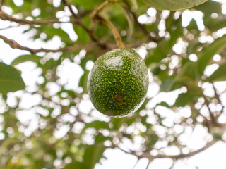 Verdant Harvest: Ripe Avocado on the Orchard Branch