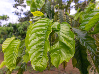 Lush Arabica Coffee Plantation: Fresh Greenery and Sustainable Agriculture