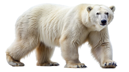 Fototapeta premium White Polar Bear Isolated on a Transparent PNG Background.