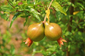pomegranate on tree