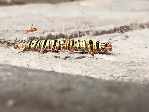 ants and the caterpillar war