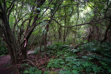 fine walkway through dense vines