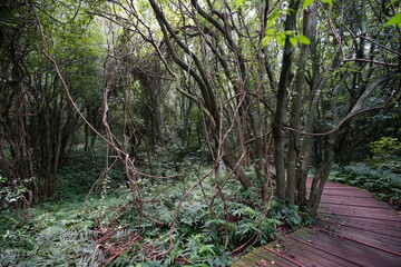 fine walkway through dense vines