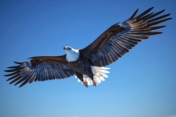 Fototapeta premium Majestic bald eagle soaring through a clear blue sky, wings spread wide, detailed feathers, sharp eyes 