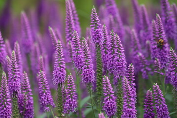 Veronica spicata, spiked speedwell plant with violet flowers.