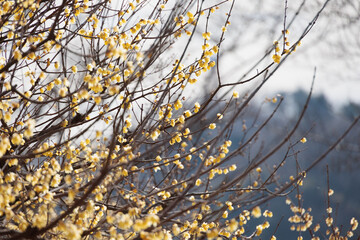 綺麗な黄色の花の蝋梅