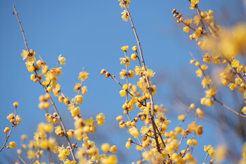 綺麗な黄色の花の蝋梅