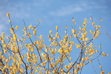 綺麗な黄色の花の蝋梅