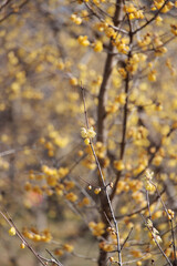 綺麗な黄色の花の蝋梅