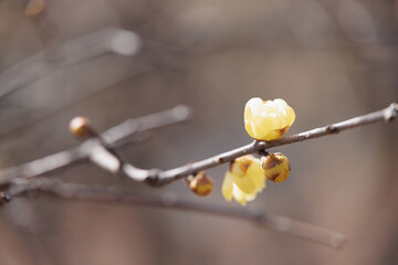 綺麗な黄色の花の蝋梅