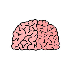 human brain isolated on white