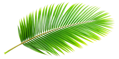 Obraz premium palm tree leaf isolated