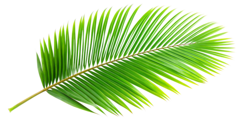 palm tree leaf isolated