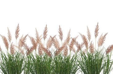 Grass with flowers border in the field, transparent backroudn