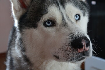 siberian husky dog